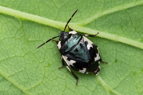 Tritomège trapu