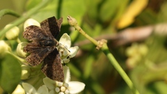 Riodinidae