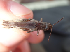 Omocestus haemorrhoidalis