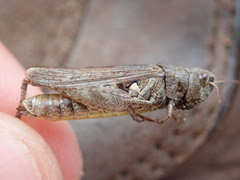 Omocestus haemorrhoidalis