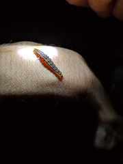 Pyrocoelia formosana