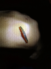 Pyrocoelia formosana