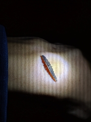 Pyrocoelia formosana