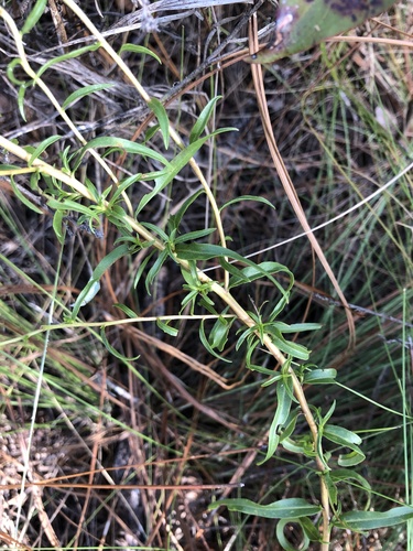 Solidago odora image