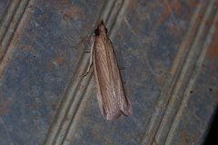 Paraemmalocera anerastica