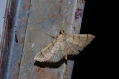 Omiodes decisalis