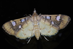 Cotachena alysoni