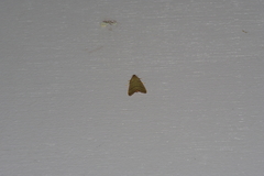 Orthopygia repetita