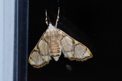 Cirrhochrista kosemponialis