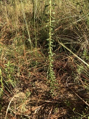 Solidago tortifolia image