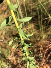 Image of Solidago tortifolia