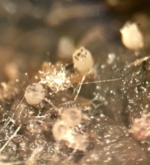 Ascobolus hawaiiensis