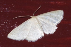 Idaea neovalida