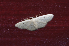 Idaea neovalida