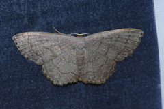 Scopula plumbearia