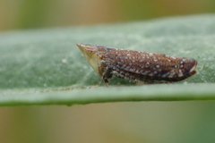 Scaphytopius loricatus