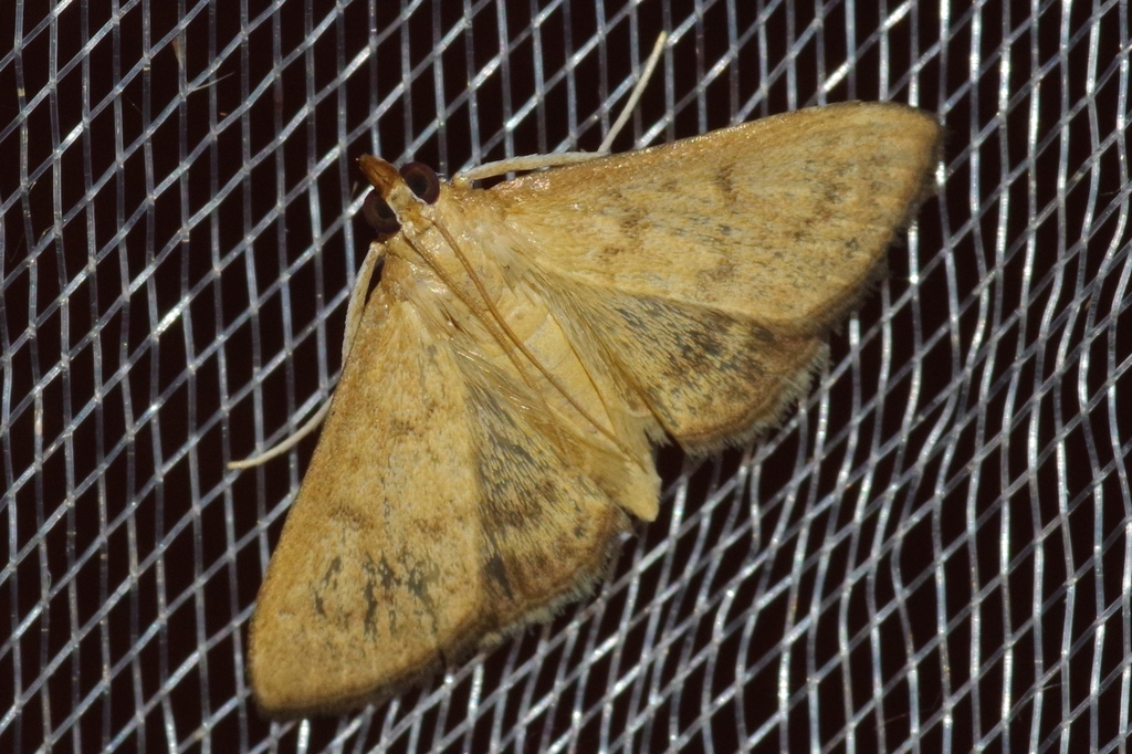 Xanthopsamma