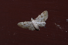 Bosara kadooriensis