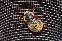 Phaeochrous emarginatus