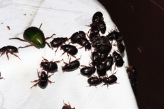 Phaeochrous emarginatus