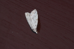 Nola thyrophora