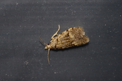 Copromorpha kijimuna