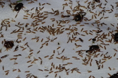 Colobopsis nipponica