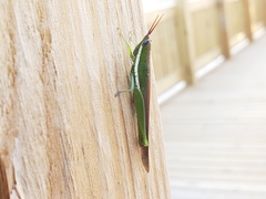 Stenacris vitreipennis