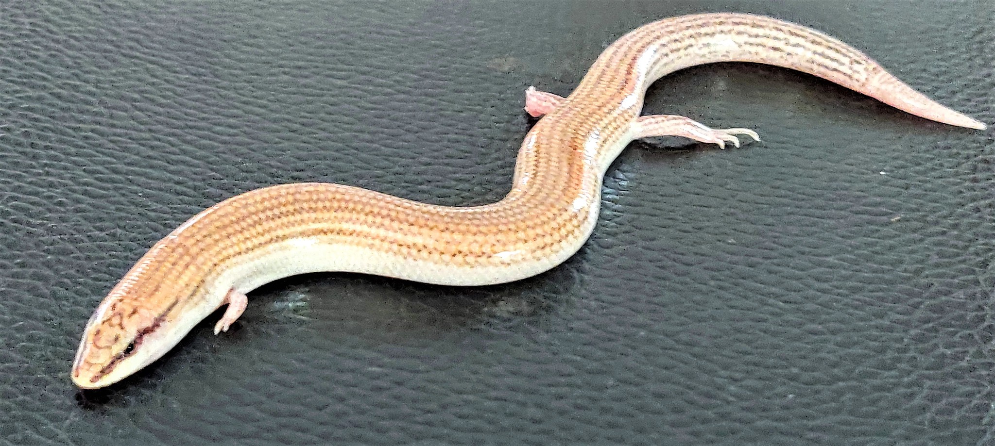 De L'isle's Wedge-Snouted Skink photo 3