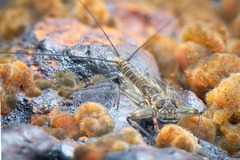 Tindea cochereaui
