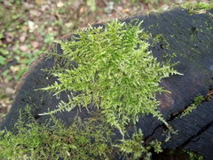 Eurhynchium