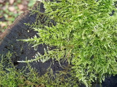 Eurhynchium