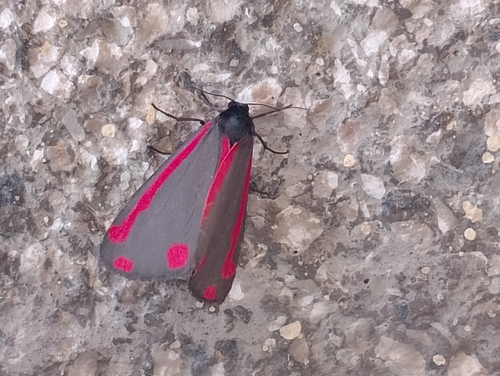 Cinnabar moth