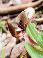 Chiloglottis × pescottiana