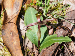Chiloglottis × pescottiana