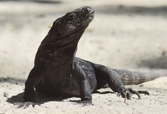 Ctenosaura oedirhina