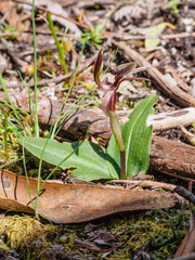 Chiloglottis × pescottiana