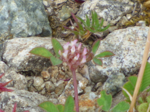 Trifolium glomeratum iNat (2)