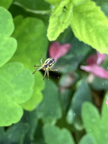 Cricket-bat Orbweaver