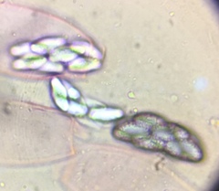 Saccobolus depauperatus