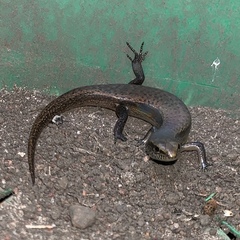 Panaspis breviceps