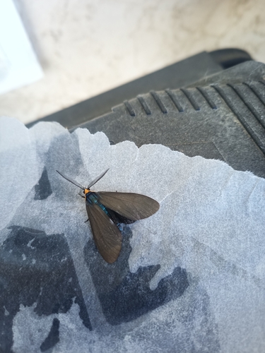 Virginia Ctenucha Moth