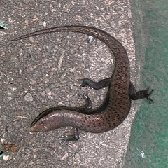 Panaspis breviceps