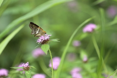 Aguna asander asander