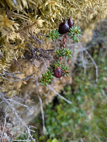 black crowberry