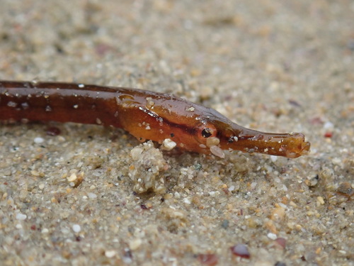 Snake pipefish (Entelurus aequoreus) — Syngnathidae — 4