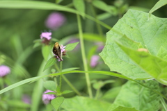 Aguna asander asander