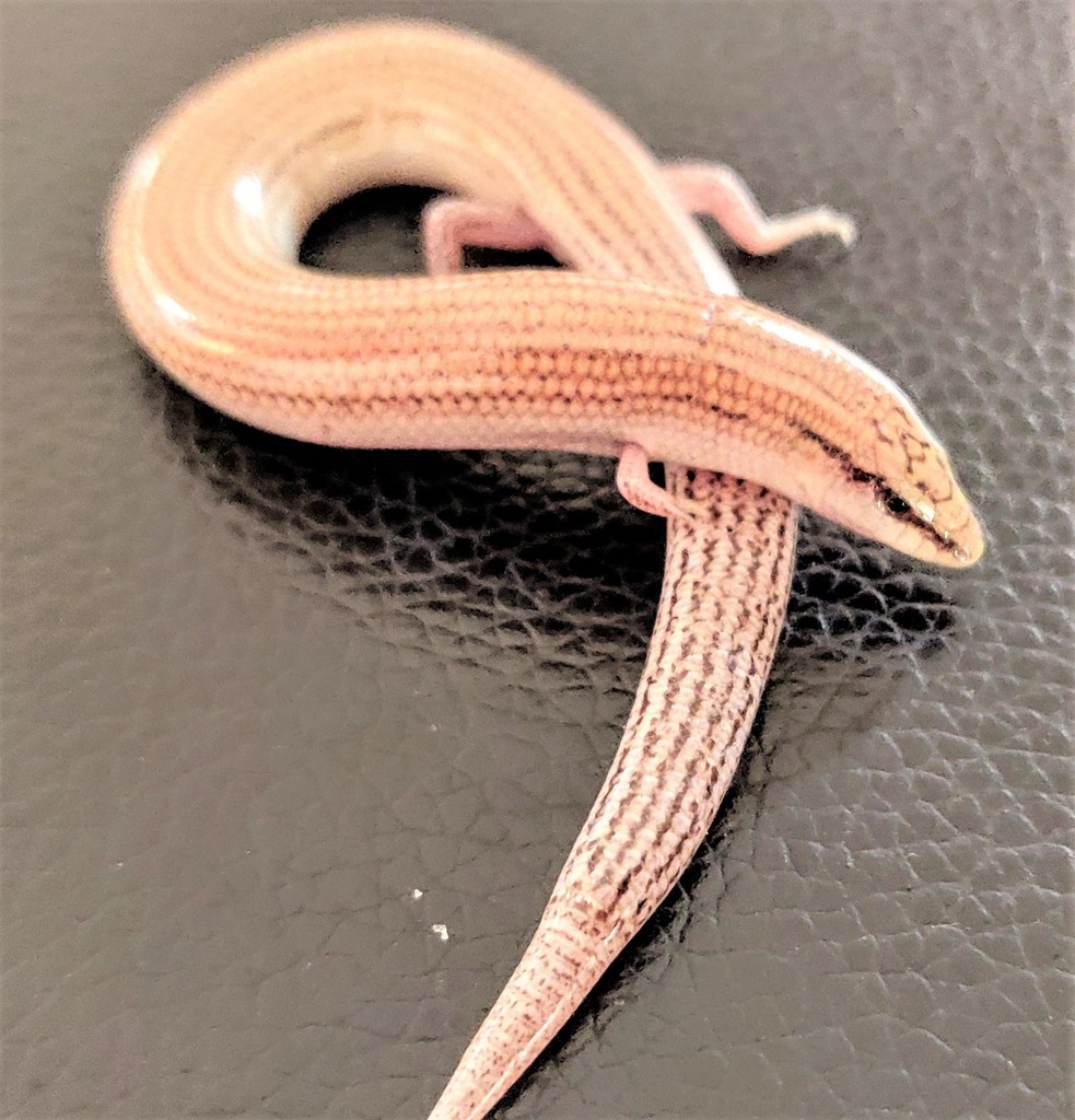 De L'isle's Wedge-Snouted Skink