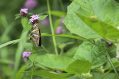 Aguna asander asander