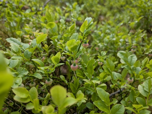 common bilberry